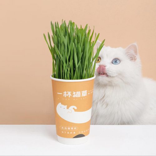 FURRYTAIL A Cup Of Cat Grass To Hair Ball Seeds